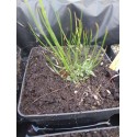 Utricularia praelonga