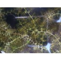 Utricularia vulgaris