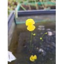 Utricularia gibba