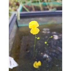 Utricularia gibba