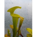 Sarracenia flava var. maxima