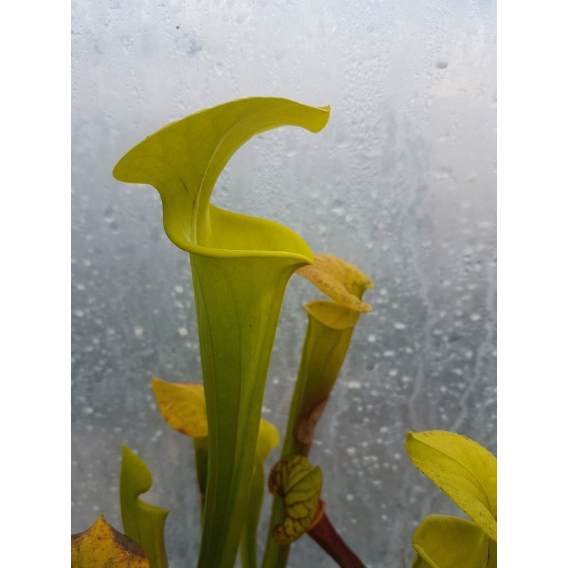 Sarracenia flava var. maxima