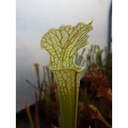 Sarracenia leucophylla 'yellow flowers'