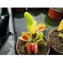 Dionaea 'B52'