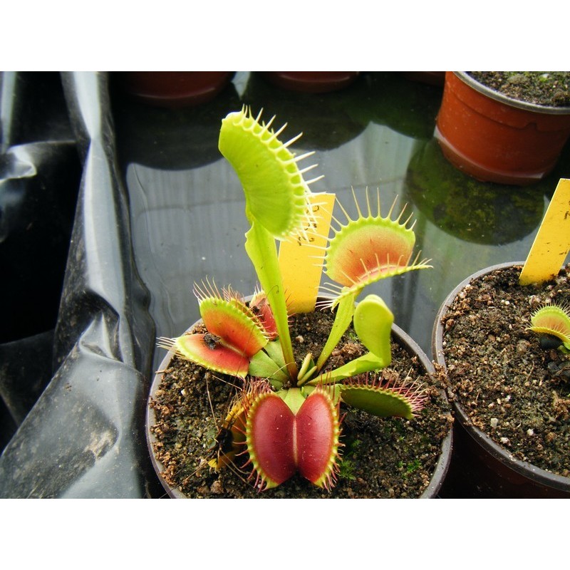 Dionaea 'B52'