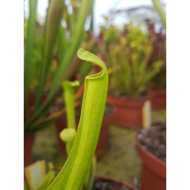 Sarracenia rubra ssp. gulfensis f. heterophylla