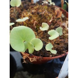 Utricularia reniformis 'small form'