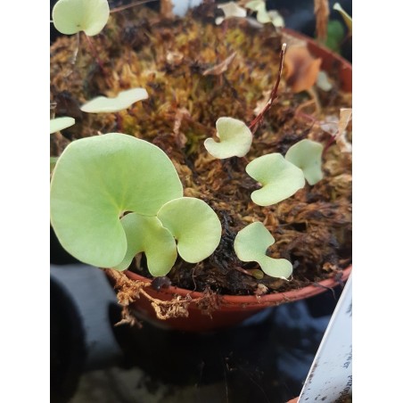 Utricularia reniformis 'small form'