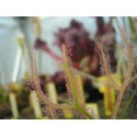 Drosera binata var. multifida f. extrema