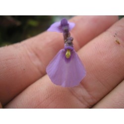 Utricularia dichotoma