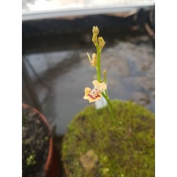 Utricularia fulva