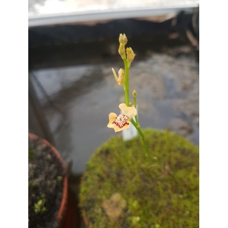Utricularia fulva