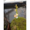 Utricularia fulva