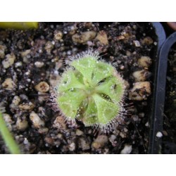 drosera burmanii