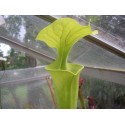 Sarracenia flava