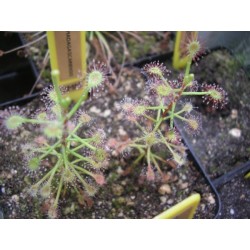 Drosera madagascariensis