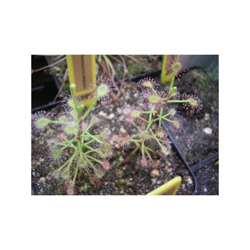 Drosera madagascariensis