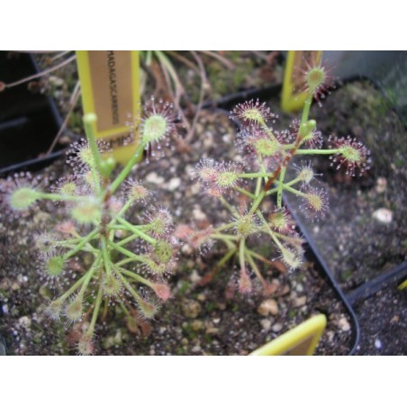 Drosera madagascariensis