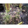 Drosera madagascariensis