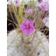 Byblis filifolia ´giant, Pago Region´