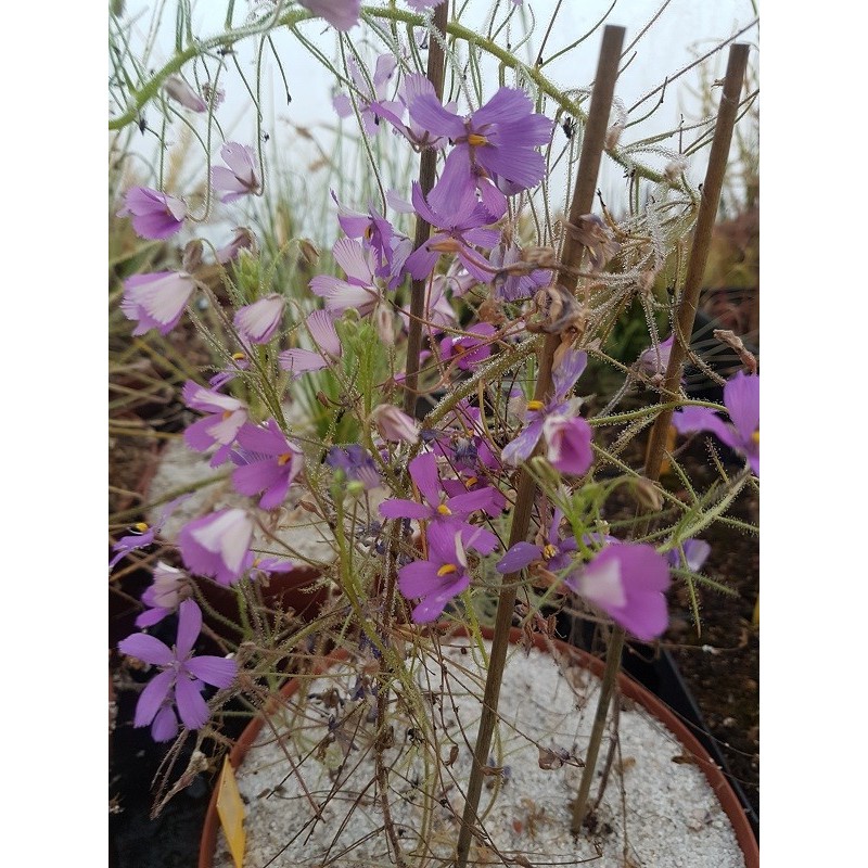 Byblis rorida ´Lake Campion´