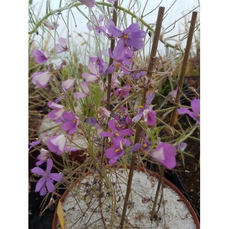 Byblis rorida ´Lake Campion´