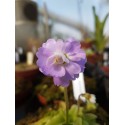 Pinguicula primuliflora \'rose\'