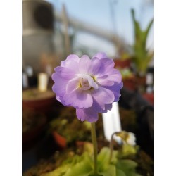 Pinguicula primuliflora 'rose'