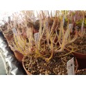 Drosera binata var. multifida \'nain\'