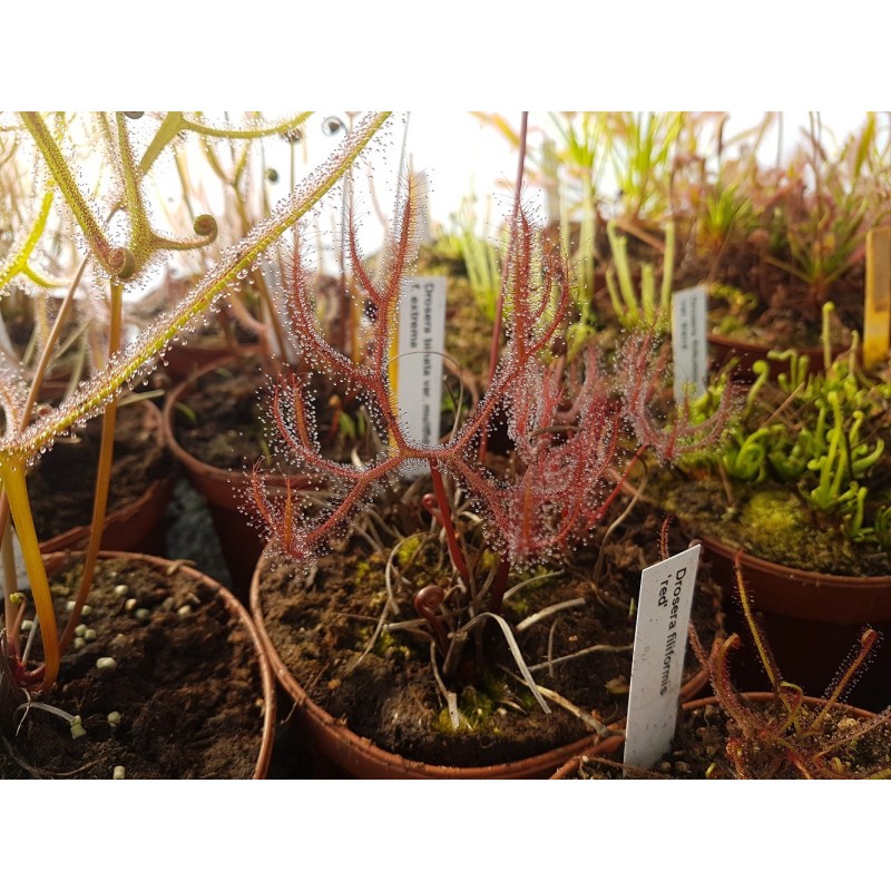 Drosera binata var. multifida f. extrema