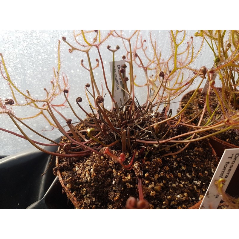 Drosera binata var. multifida