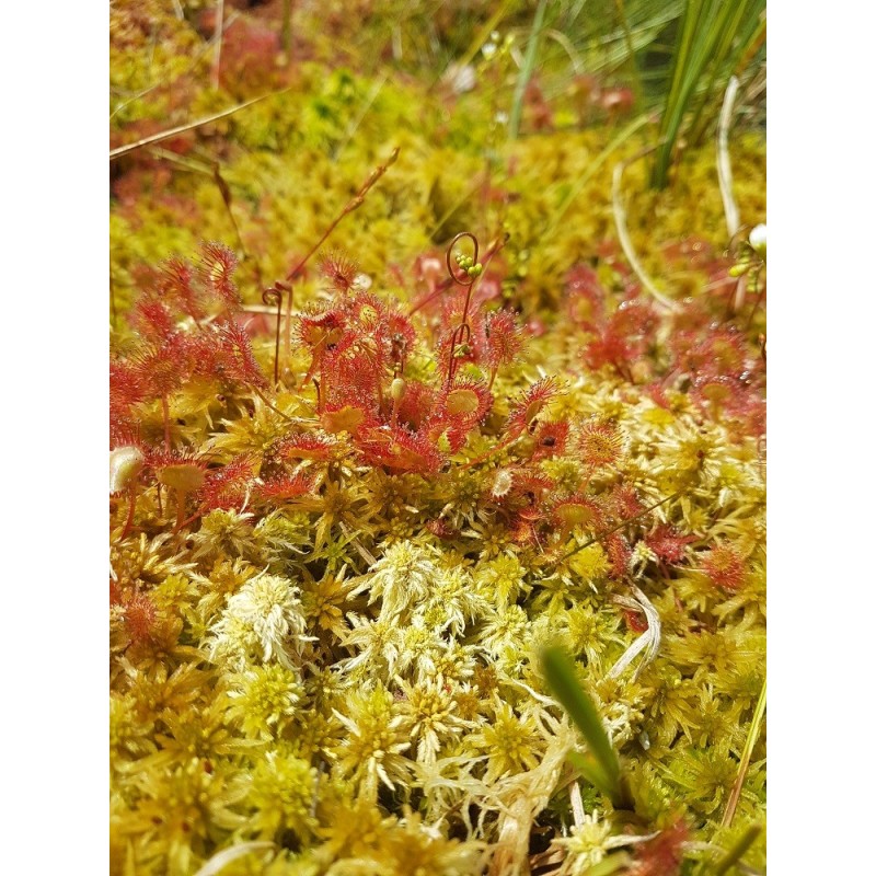 Drosera rotundifolia