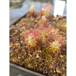 Drosera gibsonii