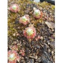 Drosera leucoblasta 'giant flowers, Cranbrook'