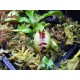 Dionaea 'fuzzy tooth'
