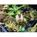 Dionaea 'fuzzy tooth'