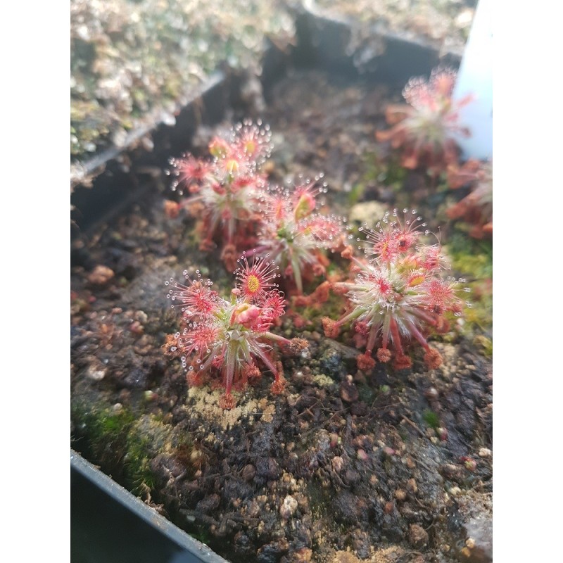 Drosera dichrosepala 'Betty beach'