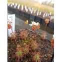 Drosera dichrosepala 'Betty beach'
