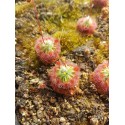 Drosera callistos