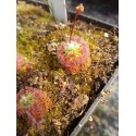 Drosera callistos