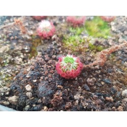 Drosera roseana
