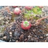 Drosera roseana