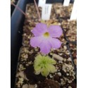 Pinguicula x aphrodite
