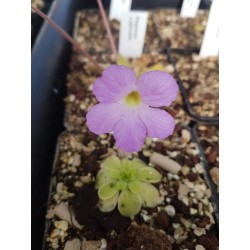 Pinguicula x aphrodite