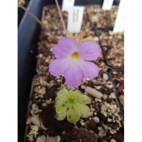 Pinguicula x aphrodite