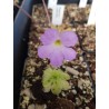 Pinguicula x aphrodite