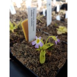 Pinguicula chrystallina subsp. hirtiflora
