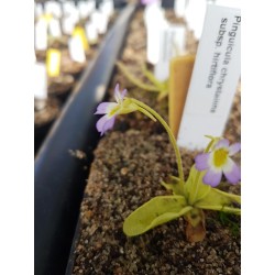 Pinguicula chrystallina subsp. hirtiflora
