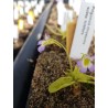 Pinguicula chrystallina subsp. hirtiflora