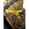 Pinguicula chrystallina subsp. hirtiflora